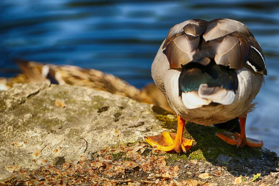 Duck Animal Nature