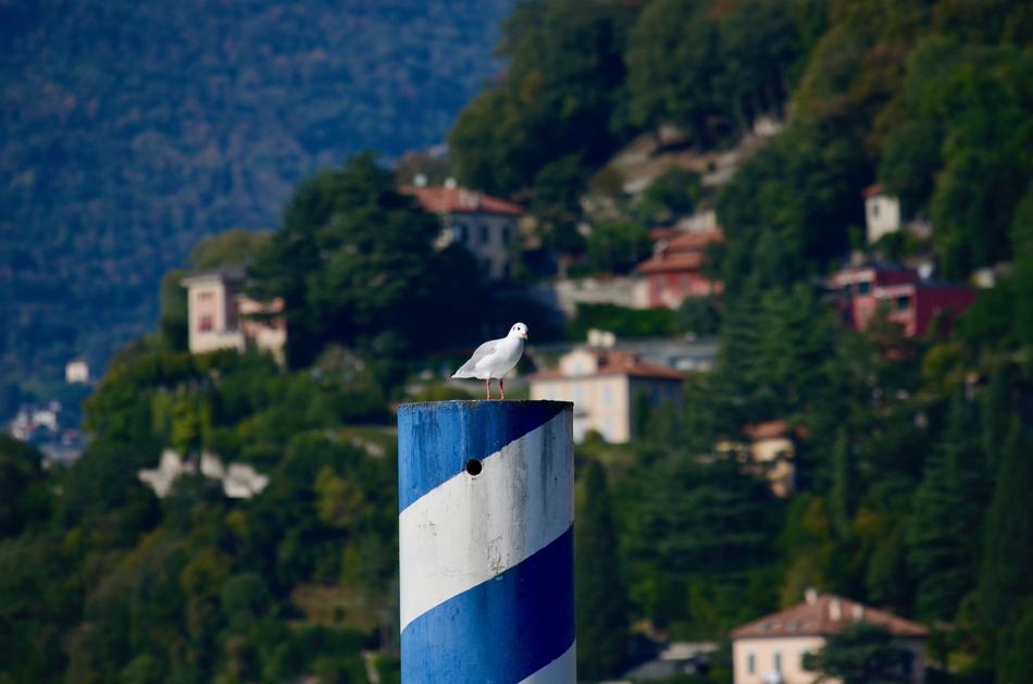 Seagull Water Bird