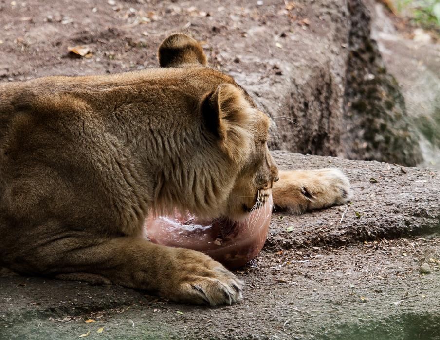 lioness eats meat on the rocks