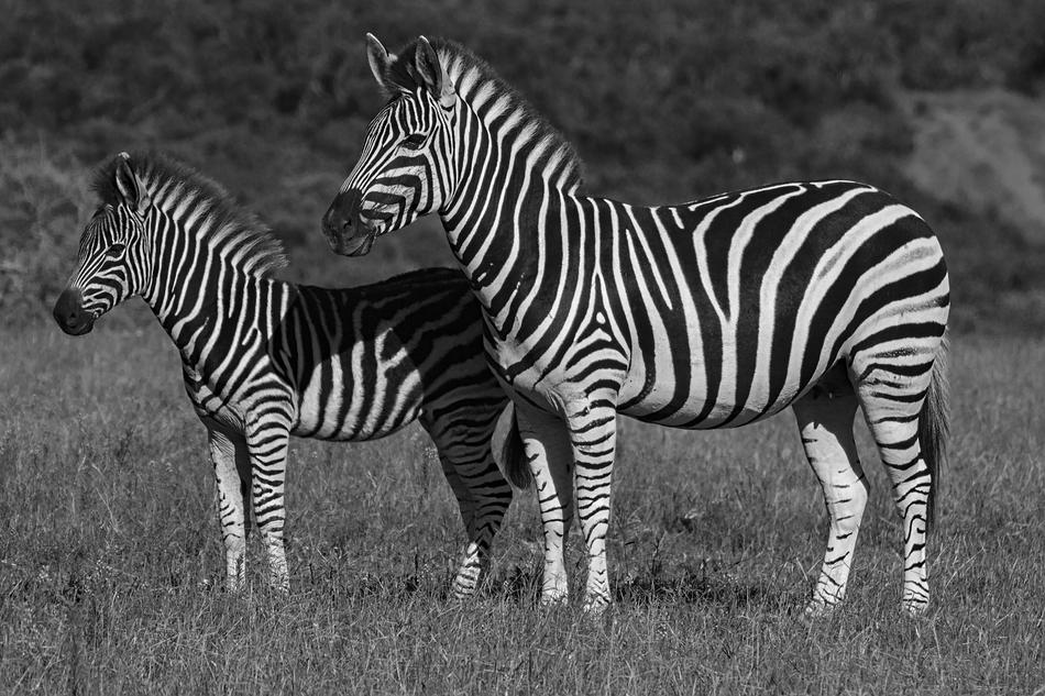 Zebra Addo Elephant