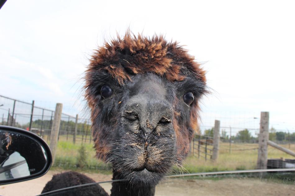 smiling llama in the zoo