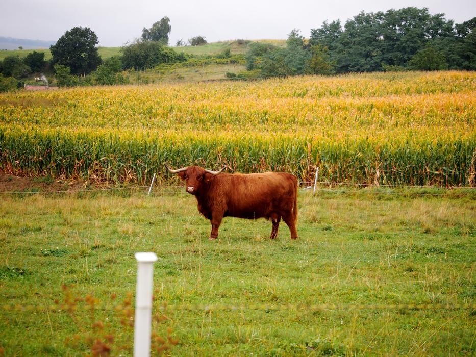 Beef Highland Brown