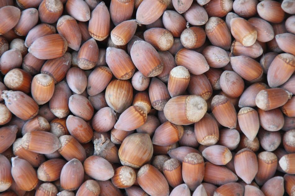 ripe delicious nuts harvest
