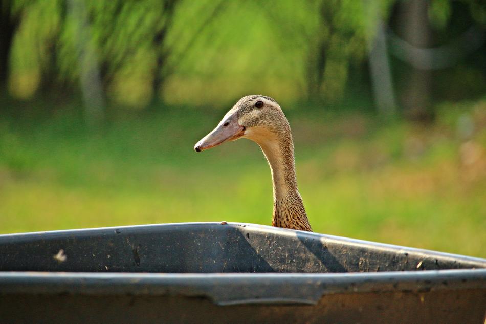 Duck Running Bird