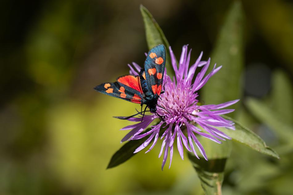 a beautiful butterfly in dots