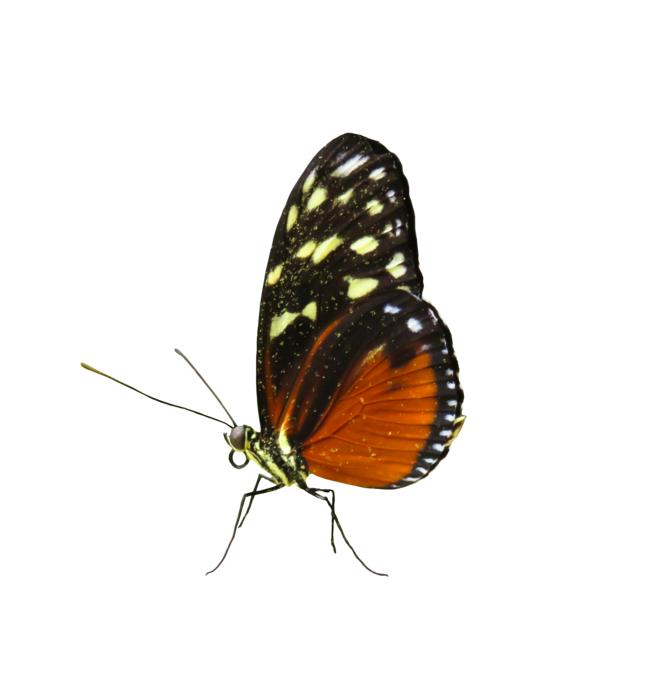 animal world butterfly insect wing