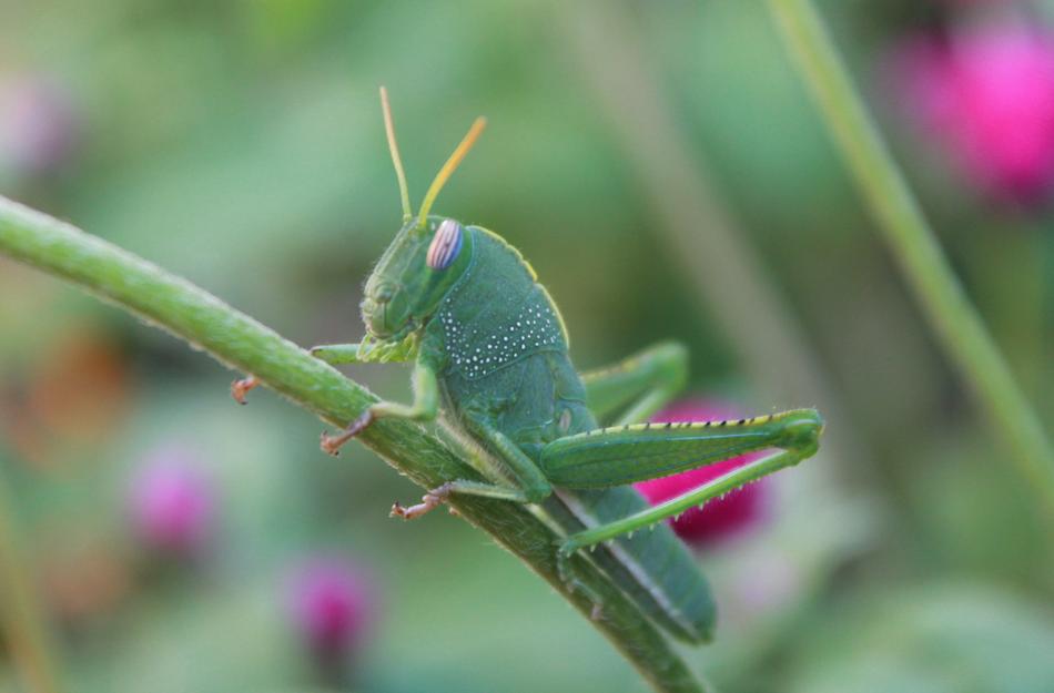 Insect Grasshopper Green
