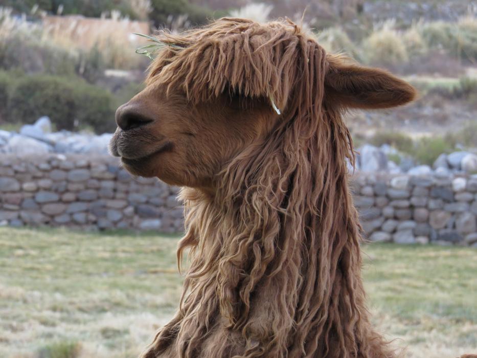 Peru Alpaca Animal
