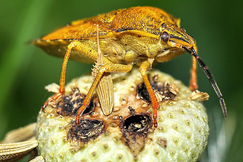 Insect Macro Nature