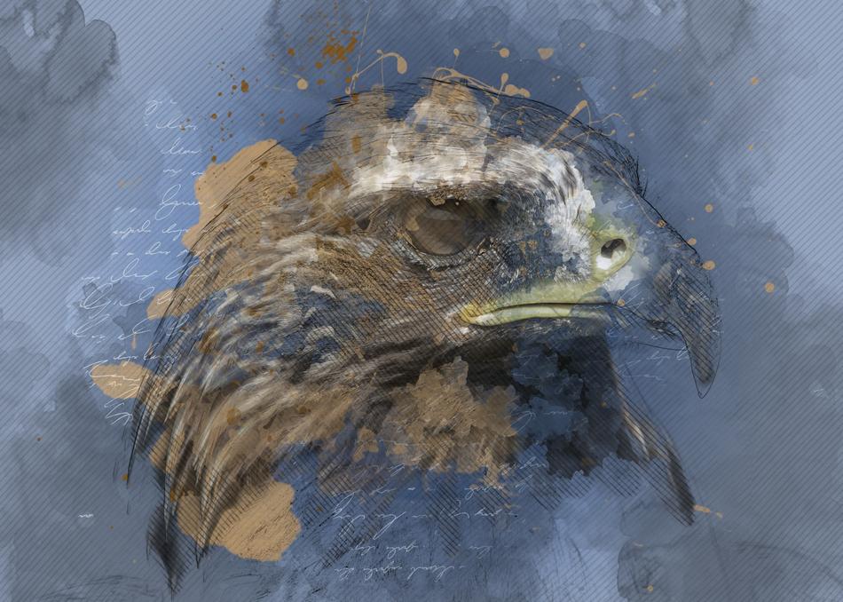eagle raptor bird of prey bird