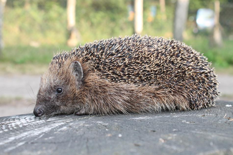 Hedgehog Garden