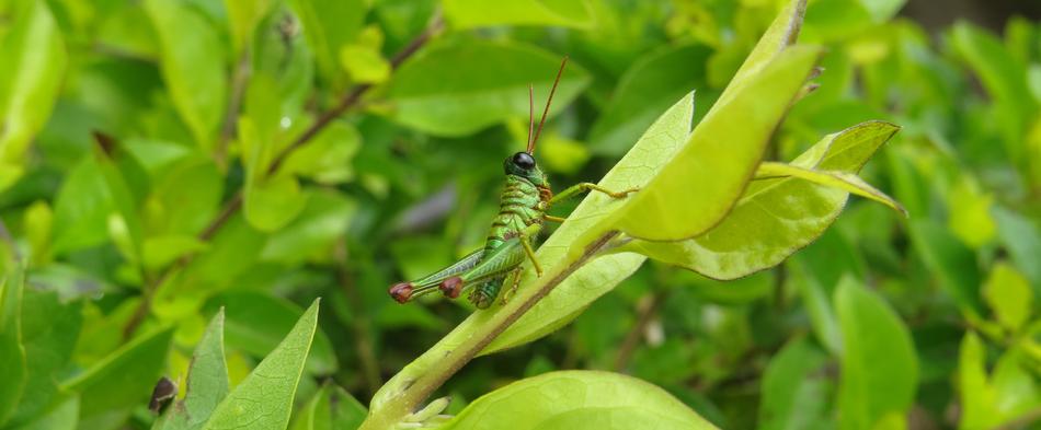 Insect Cricket Grasshopper