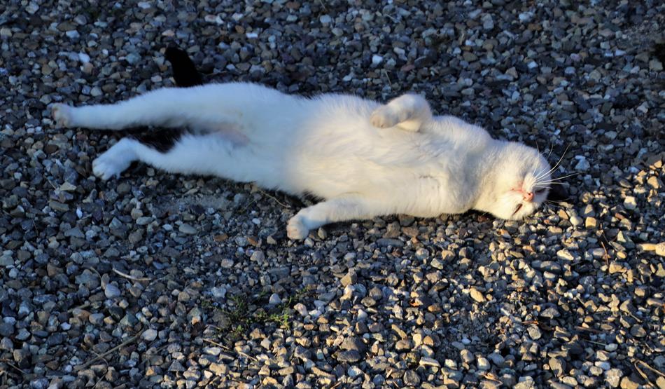 white cat resting on a rocky beach