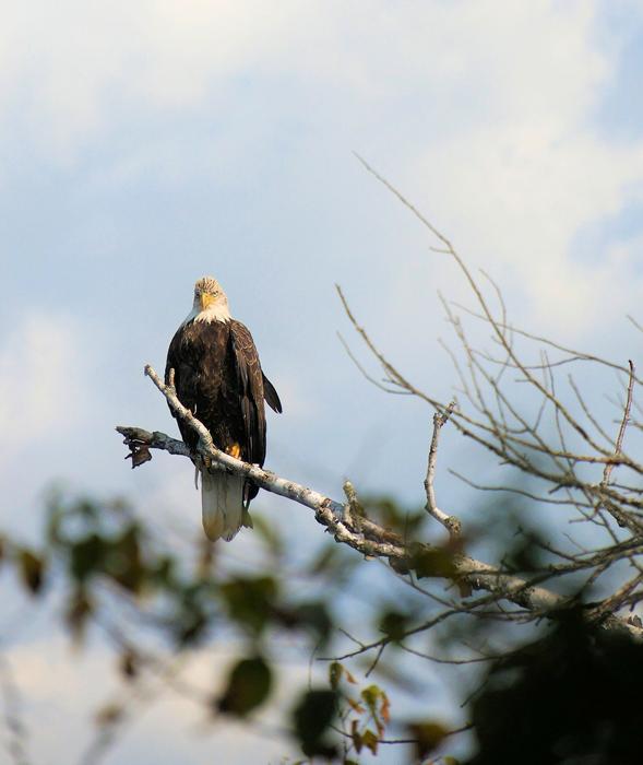 Bald Eagle Birds Of Prey Majestic