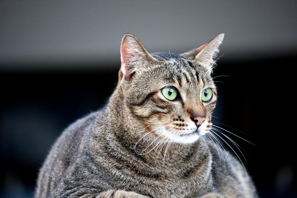 big cat with green eyes