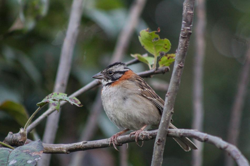 Zonotrichia Capensis Scullion