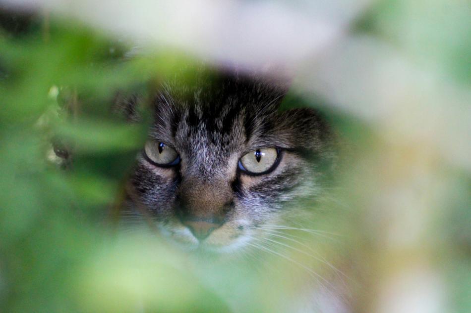 Cat Feline face blur photo