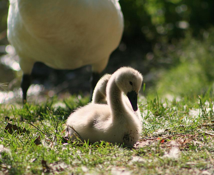 little duck on the green grass