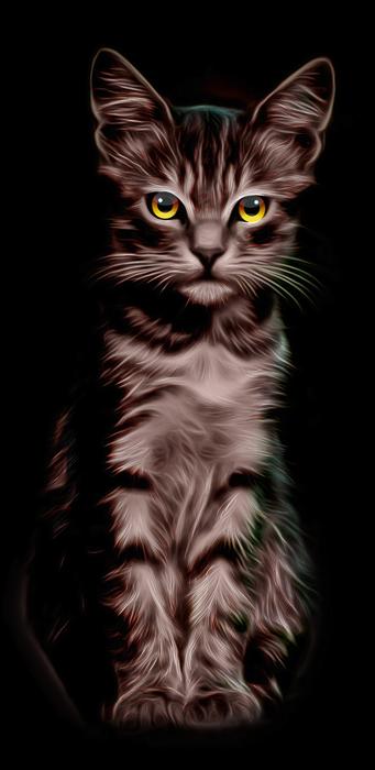 cat illustration yellow eyes cute