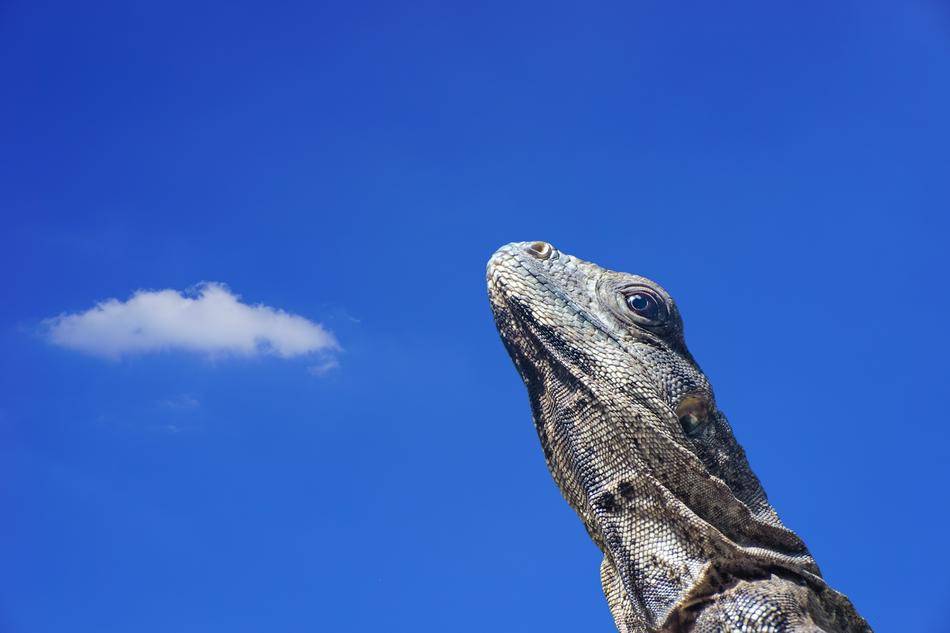 Iguana Lizard Scale