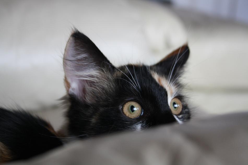 Cat Cute Funny