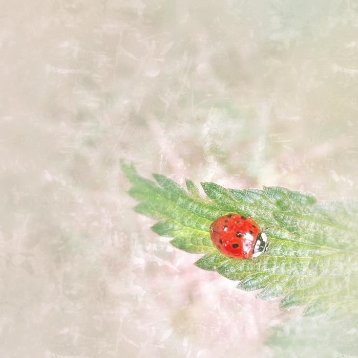 Ladybug Brennessel Small