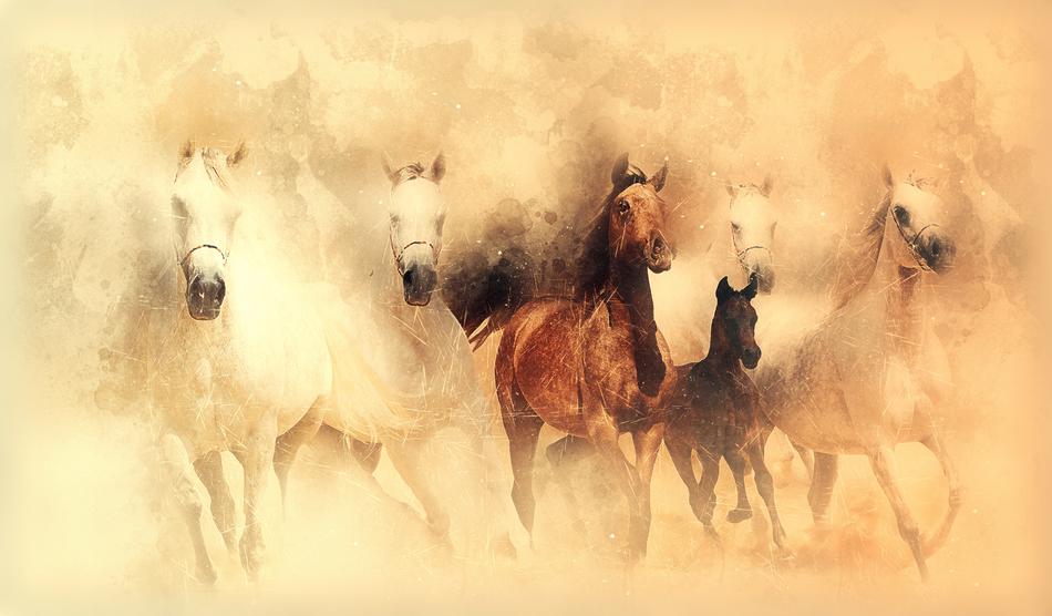 horses running mammal nature