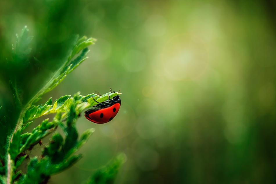 ladybug on a green plant