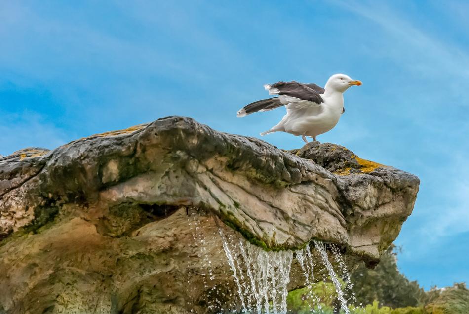 Gull Sky Rock
