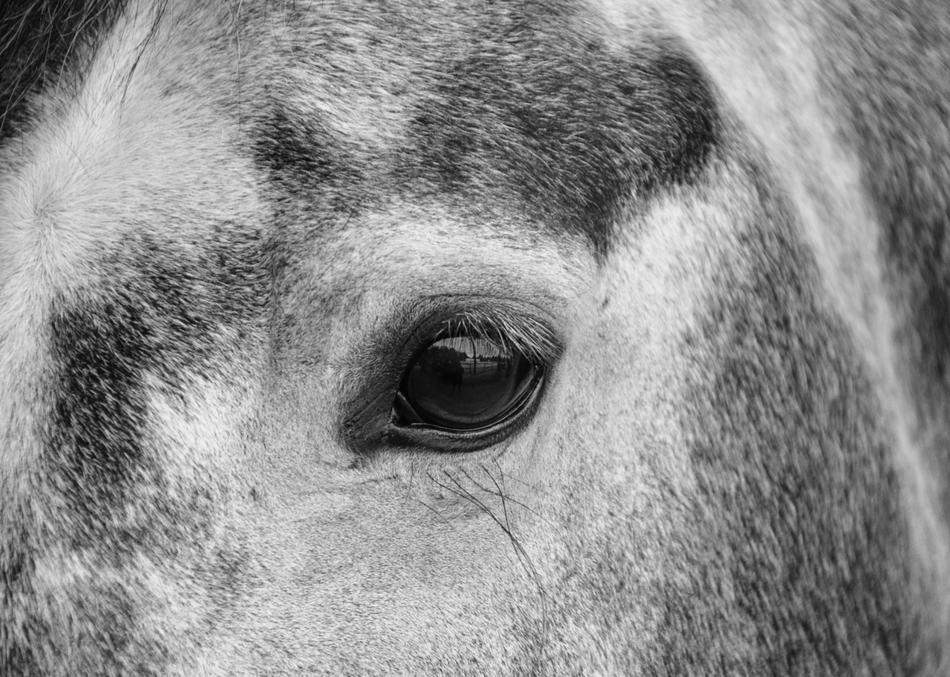 Horse Œil Photo Black White
