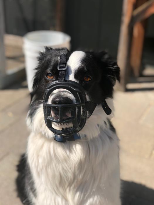 Border Collie Dog Sit