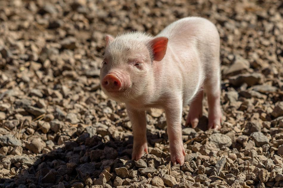 Piglet Pig Farm