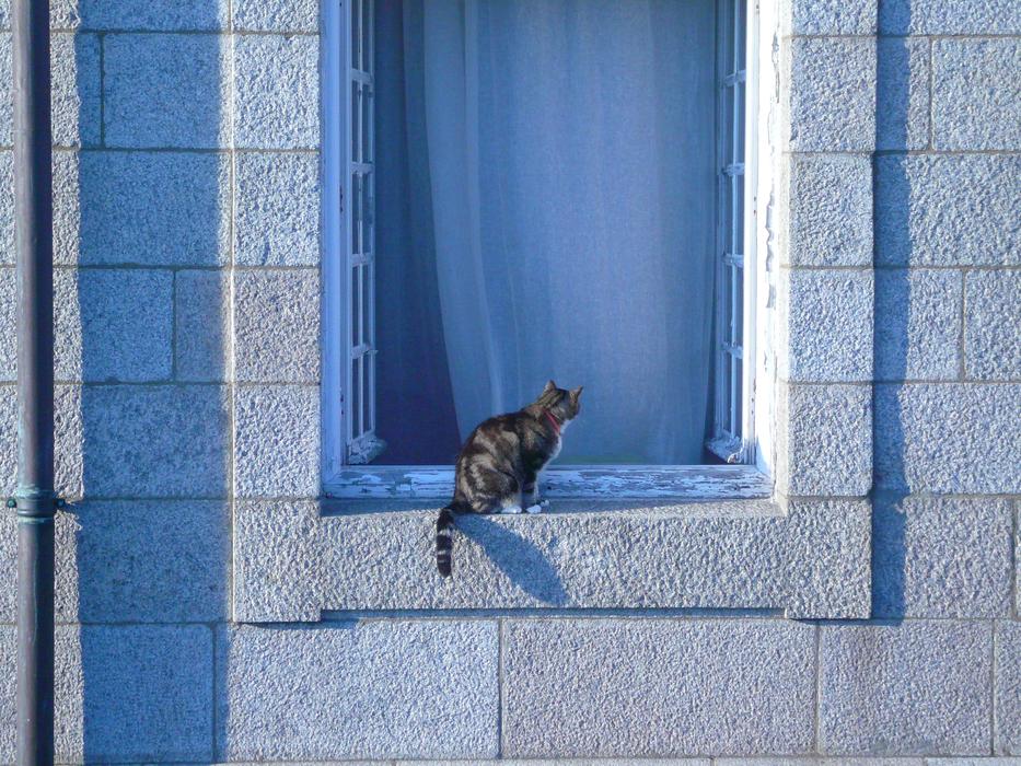 Fluffy cat on the window