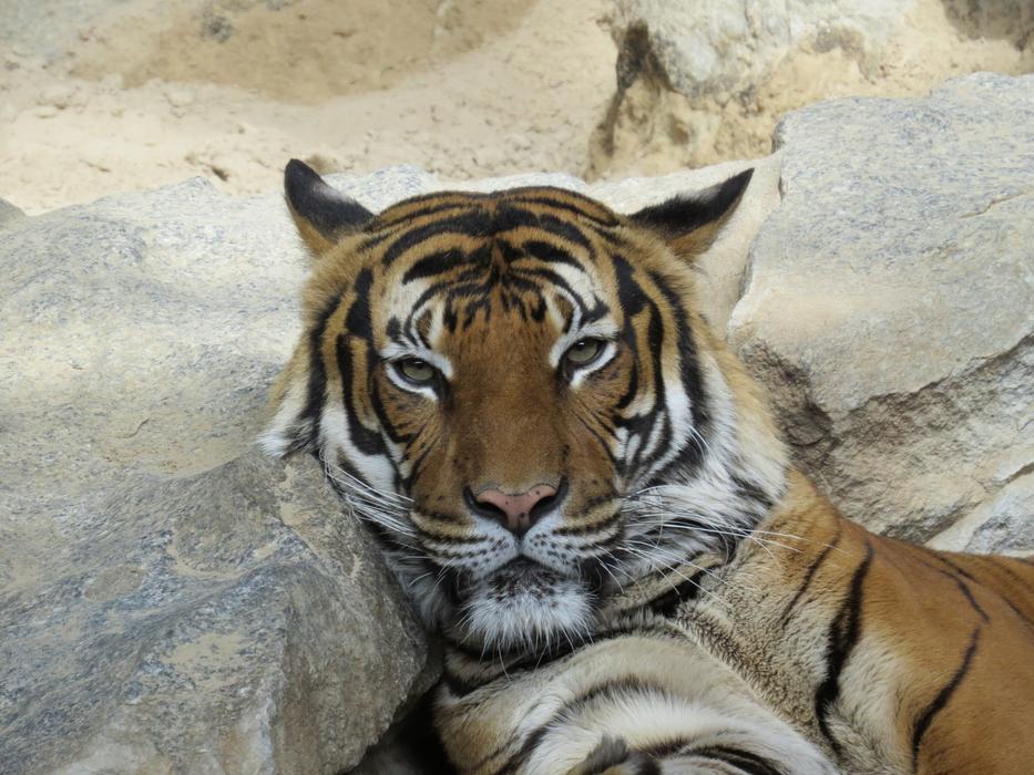 Tiger Big Cat Predator