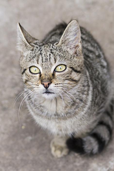 Pet Cat Domestic