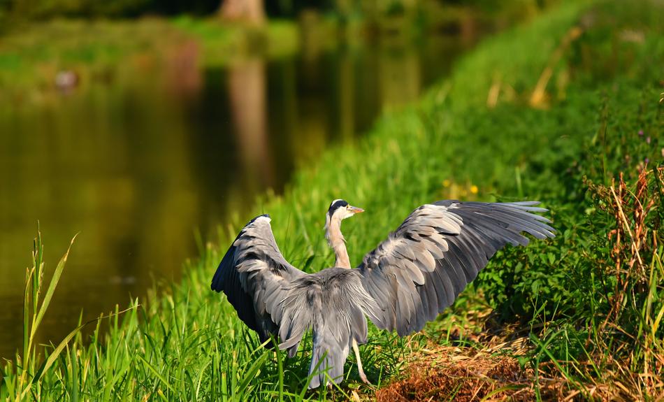 Heron Bird Animal blur