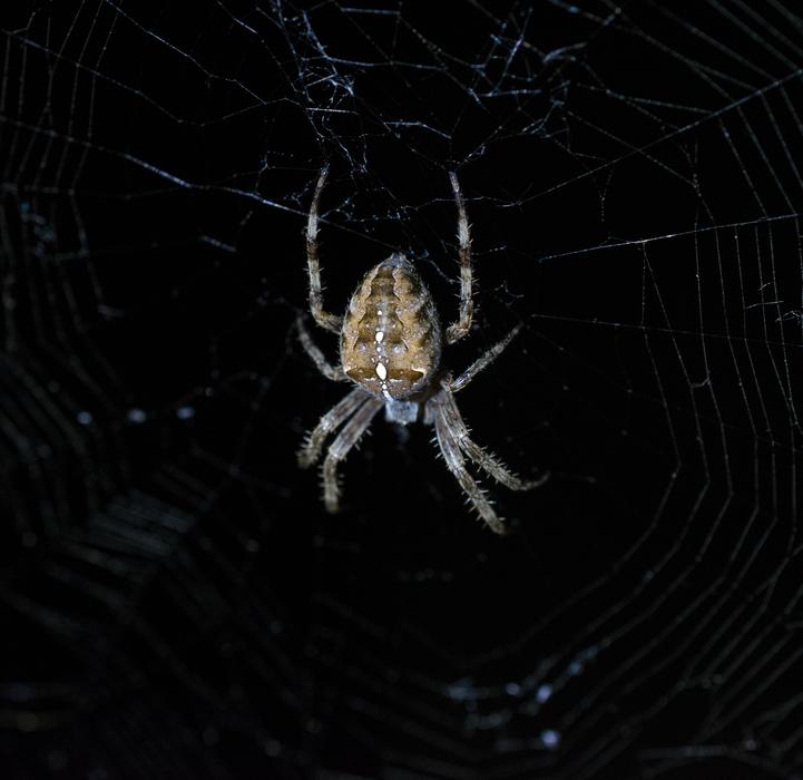 Garden Spider Cobweb