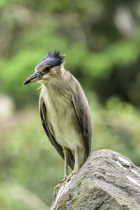 Bird Wildlife Night Heron