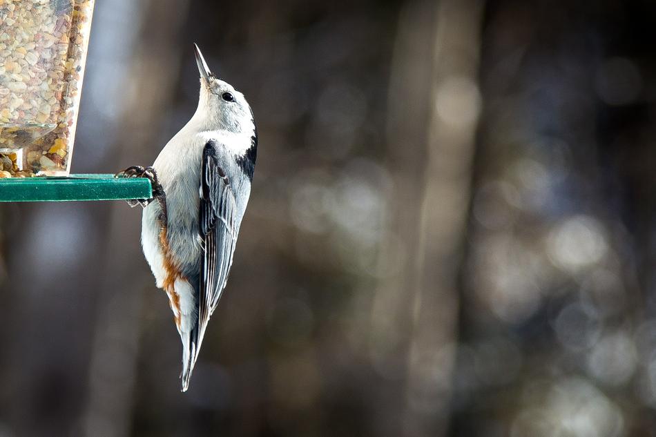 Bird Birdhouse Manger Nuthatch