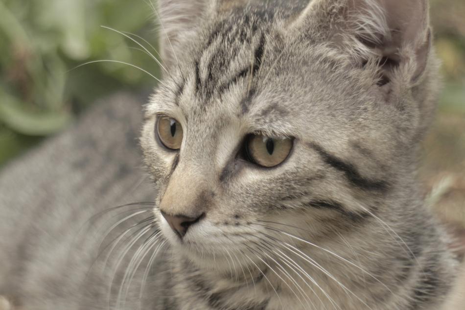 gray tabby cat looks attentively