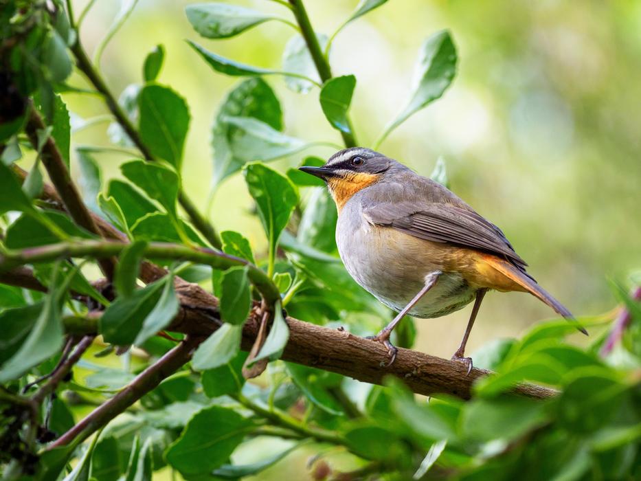 Bird Robin nature macro blur