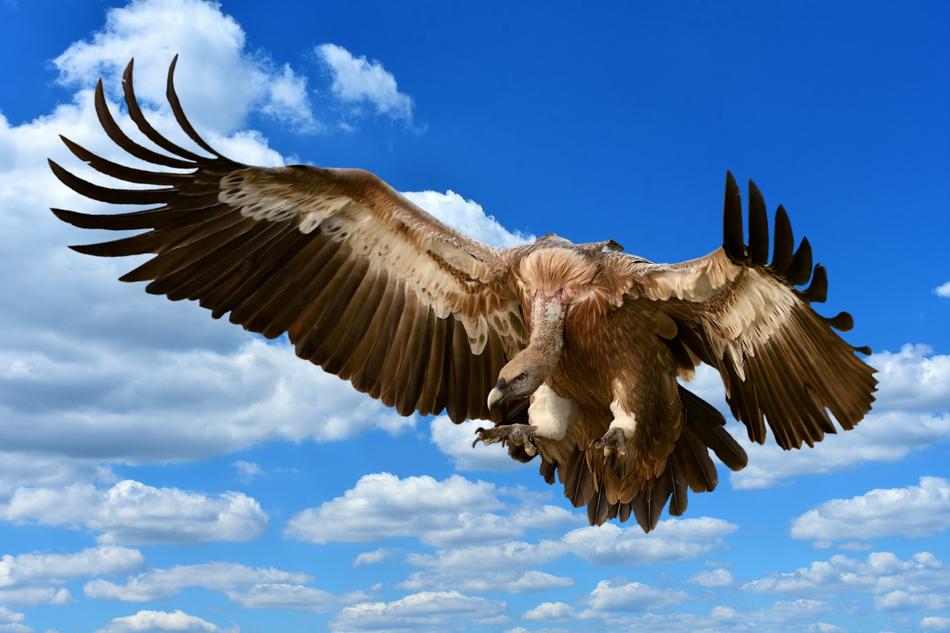 Vulture Bird Prey