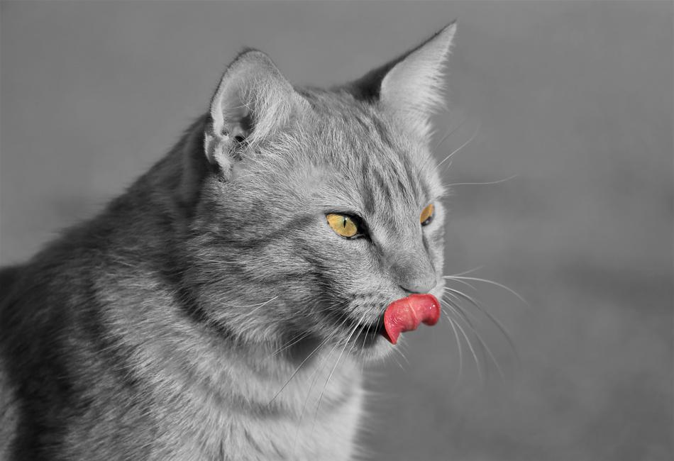 gray cat licks face