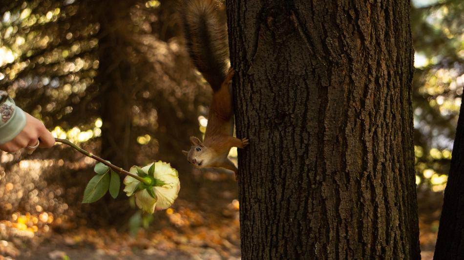Squirrel Animal Rose