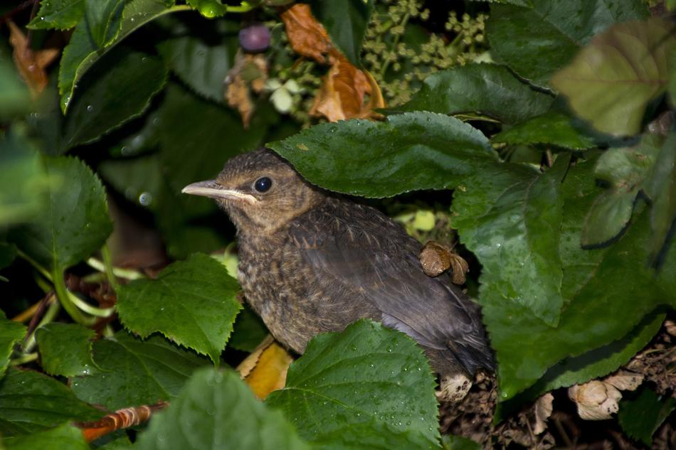 Throttle Young Animal Bird
