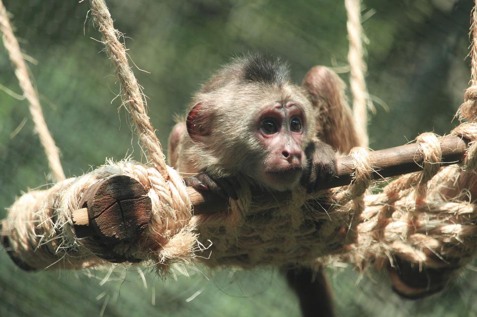 little monkey lies