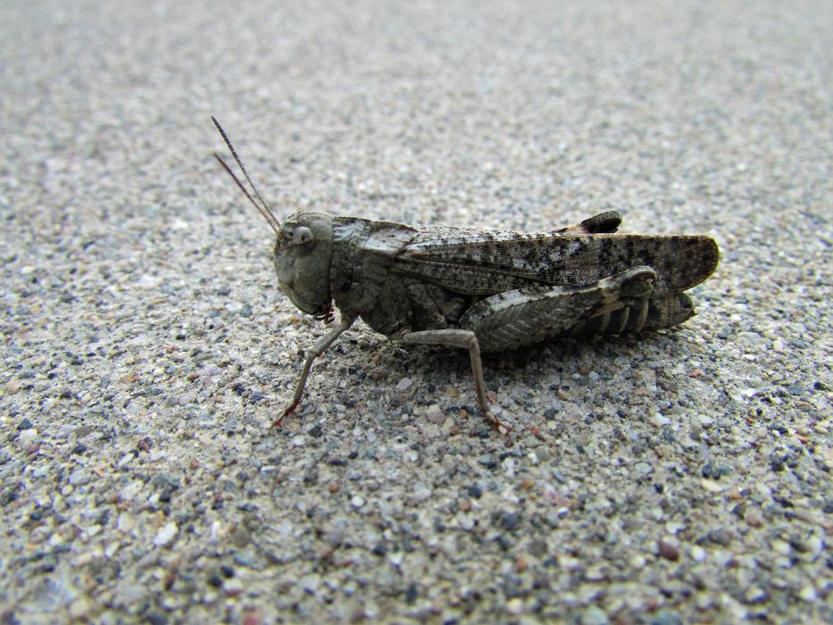 Grasshopper Hopper Sidewalk