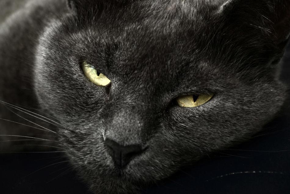 British Gray Cat