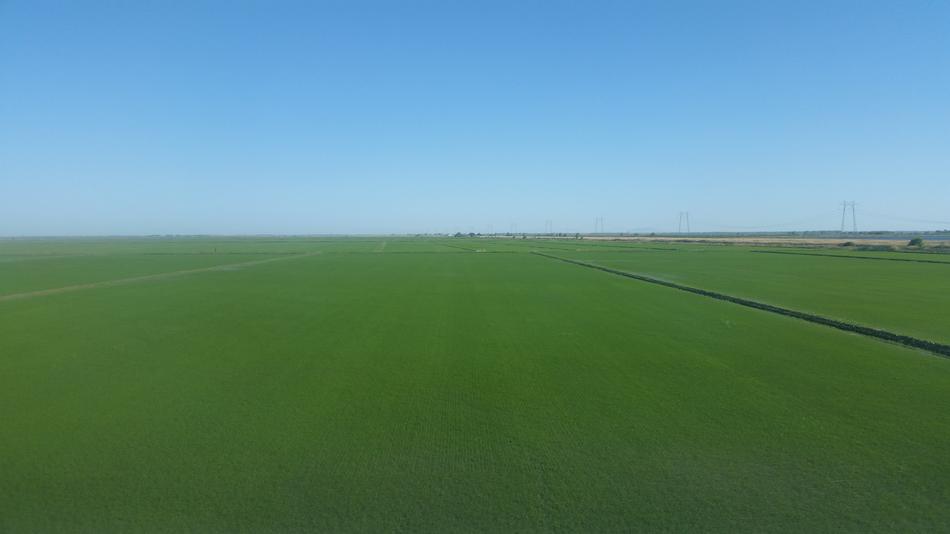 Blue Sky Green