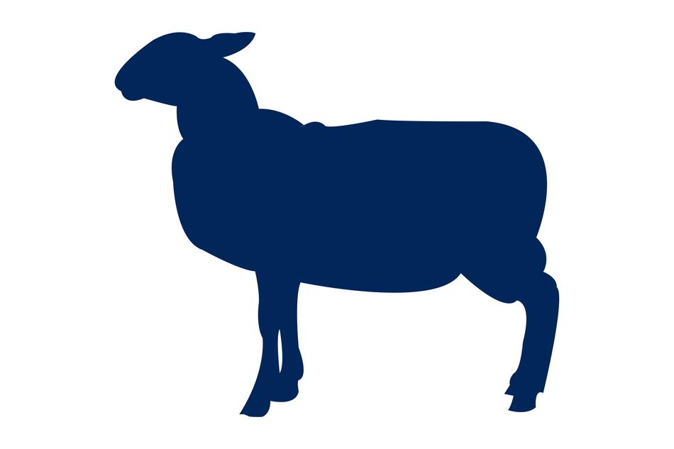 lamb animal silhouette nature wild